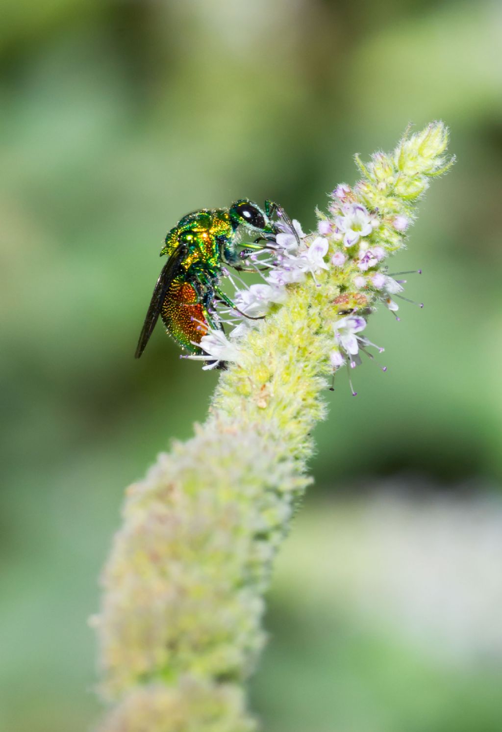 Richiesta identificazione: Stilbum cyanurum (Chrysididae)